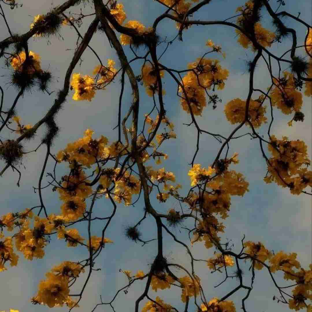 فیردوس شه و درنگه و خیالی من بال ئە گریت