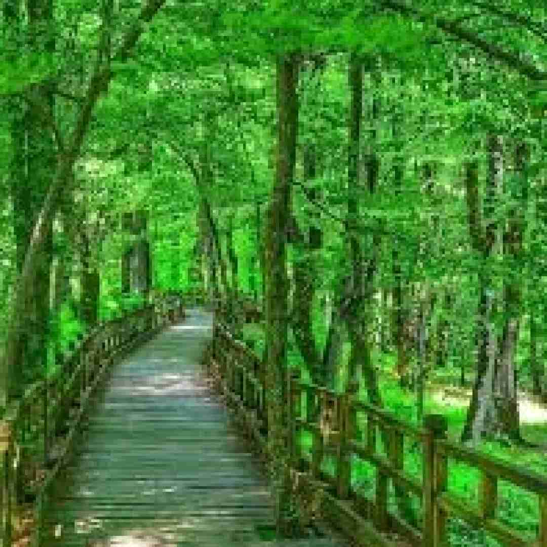 دیجی استاد مجی فان 17