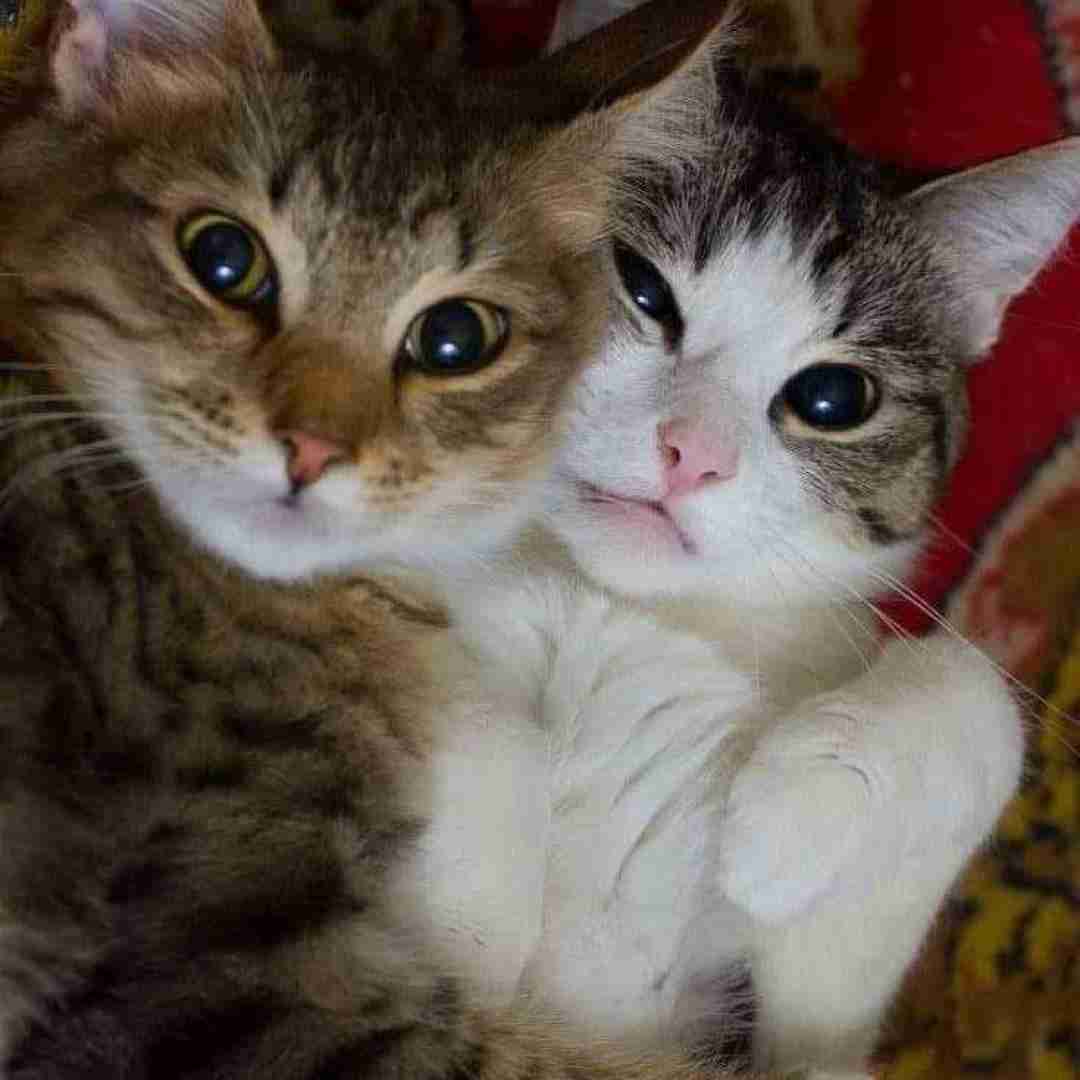 رضا رادین پر پرواز عشق لجباز ملکه قصر دلم