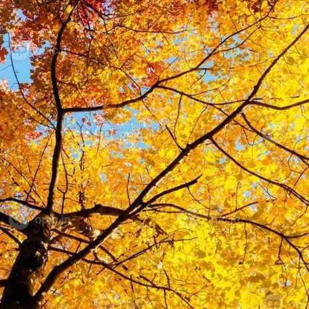  داره میشه هوا سرد و برگا زرد داره میشه