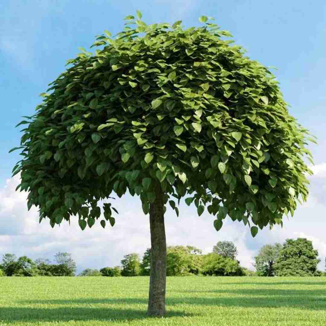  عاصی و آلاز در سریال وحشی (فایل کامل)