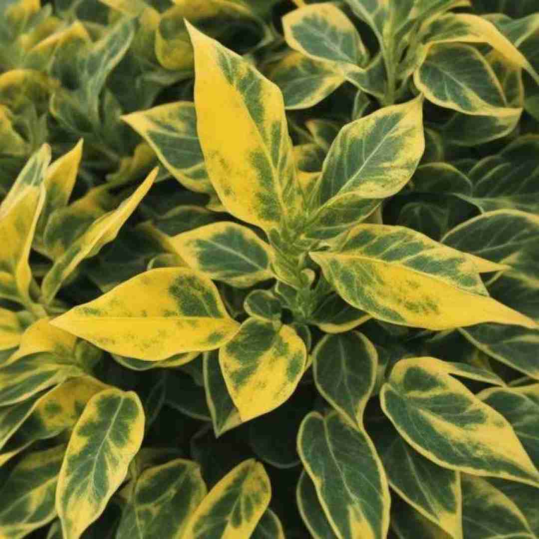  سینه ی سوخته ی بی برگ و بارم فیک بعضیا معرفتشون