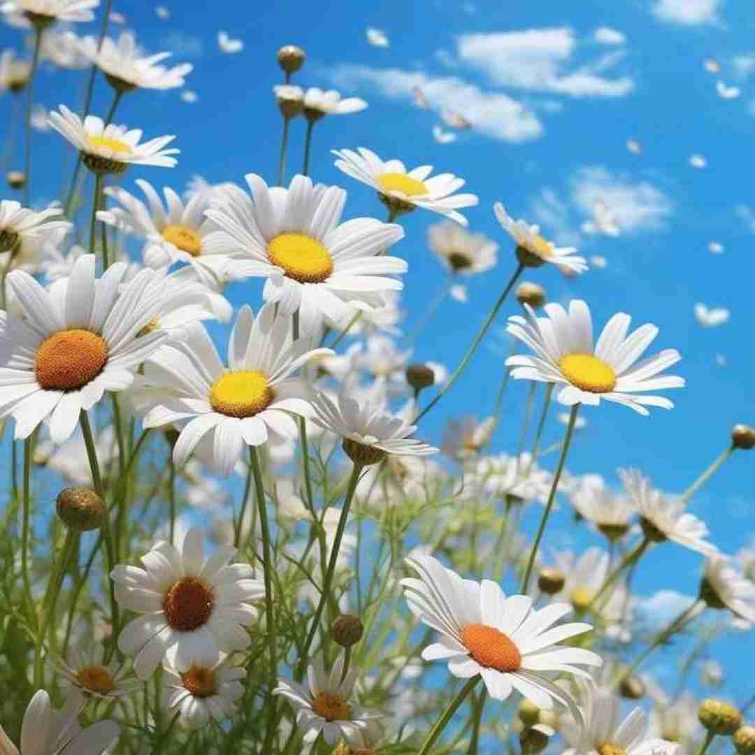 از این زندگی خسته ام خسته ام از این روزگار همه باهم غریبن