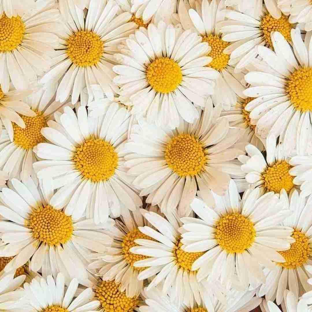  میش میش‌ میش د موش موش‌ موش (ترند اینستایی)