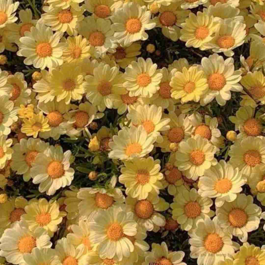  ارای چه هوا بی تو سرده توی هر مکانی هر جایی تو خود رویایی