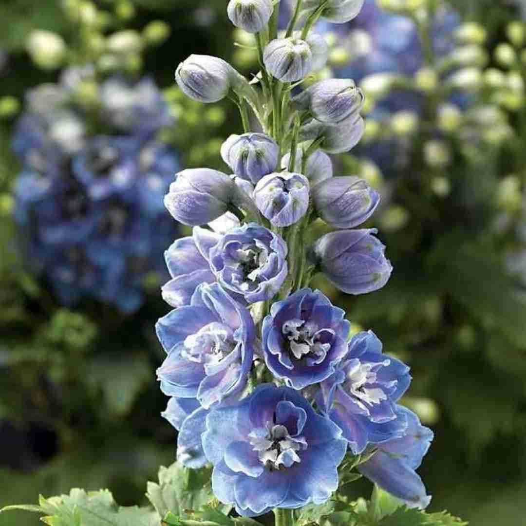 تو ماهی تو شیرین چقدر به دل میشینی با صدای زن