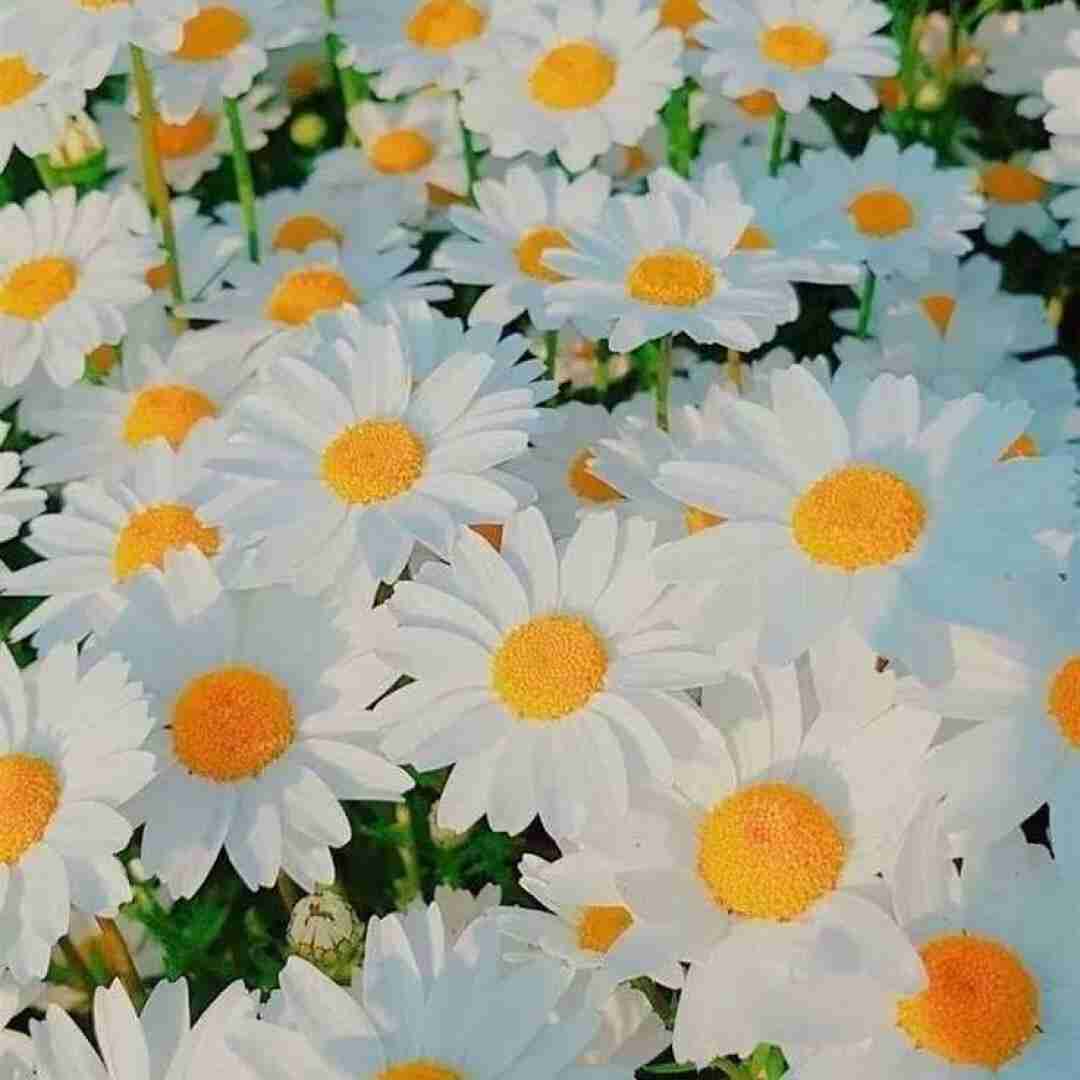 اصن هرچی گفتم حرف حق بود مهم نی که اینا (ترند اینستایی)