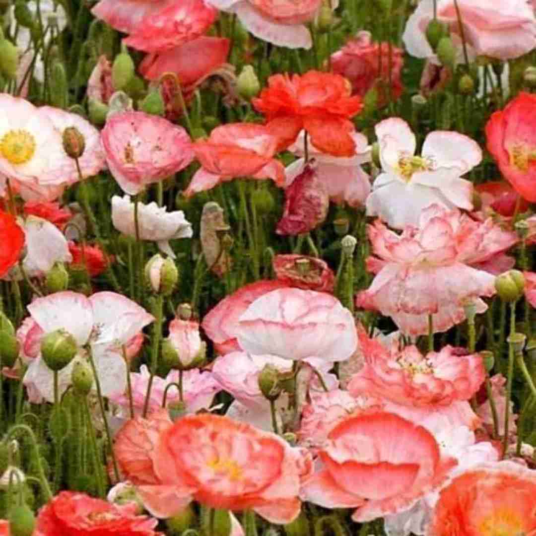 گفت کلیدی نمیخوره به قفلم از این به بعد