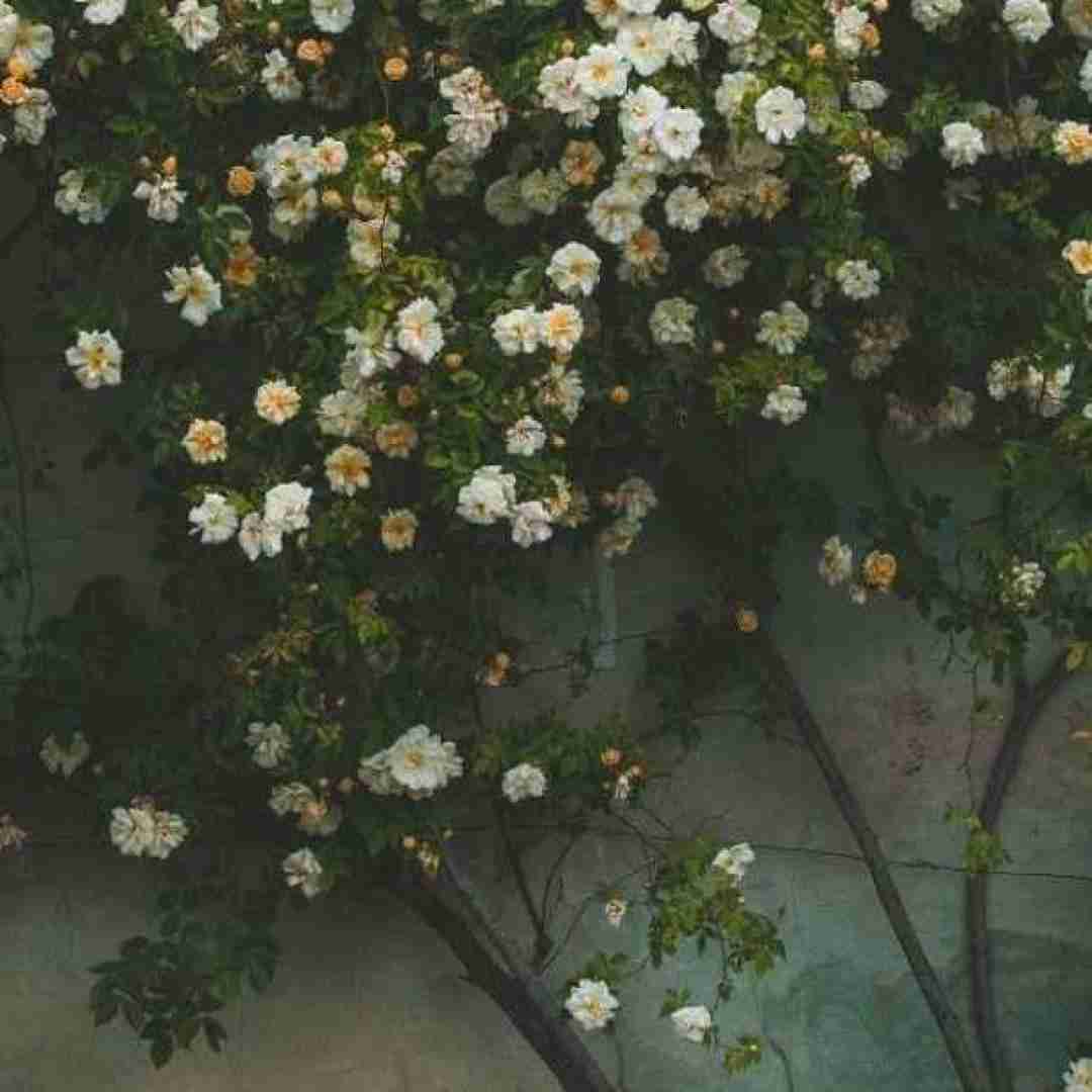 لوزر خونه آرزو