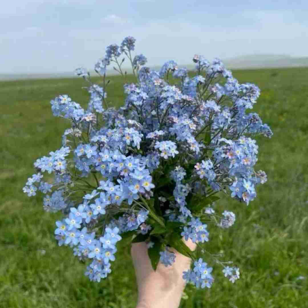 بعد پر پر شدنت ای گل زیبا چه کنم با صدای پسر