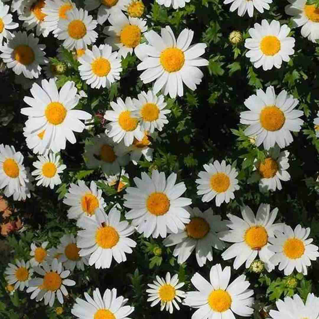 پلیس میکشه ببو ببو نمیریم ولی