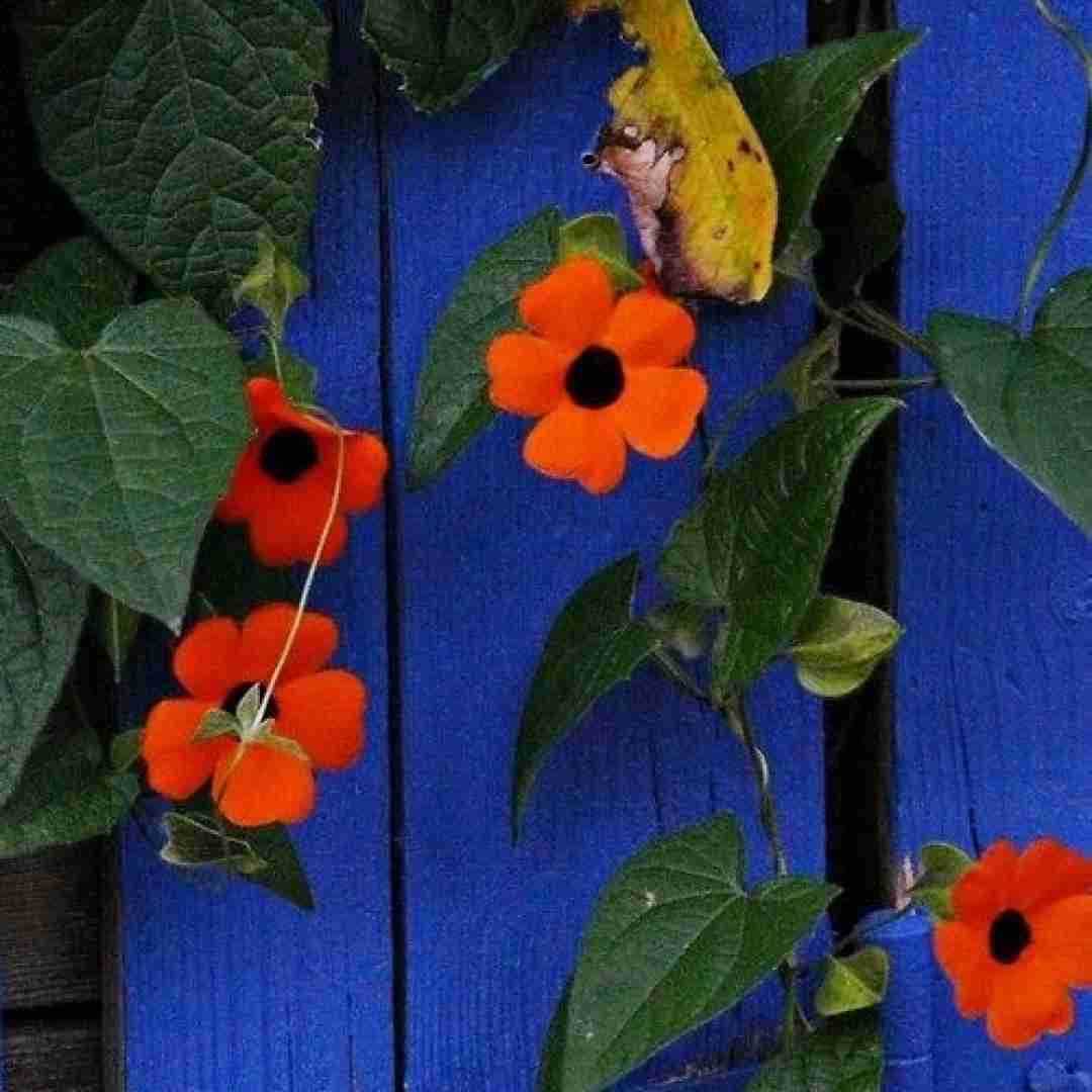 تو وکو سروه ی بیانی با صدای دختر اینستایی