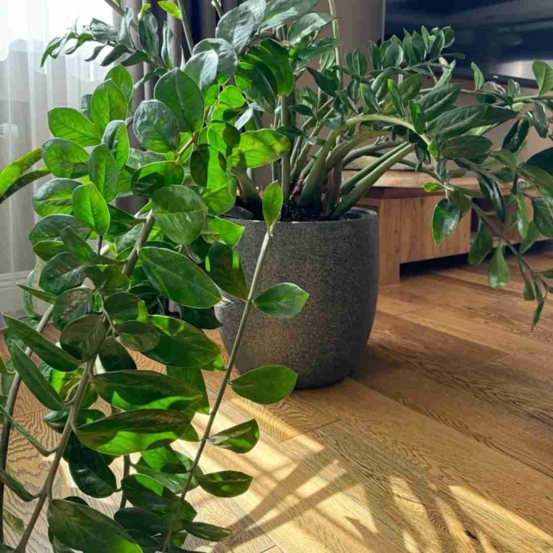 ولی به تو خوش میگذره میدونم (ورژن اینستایی)