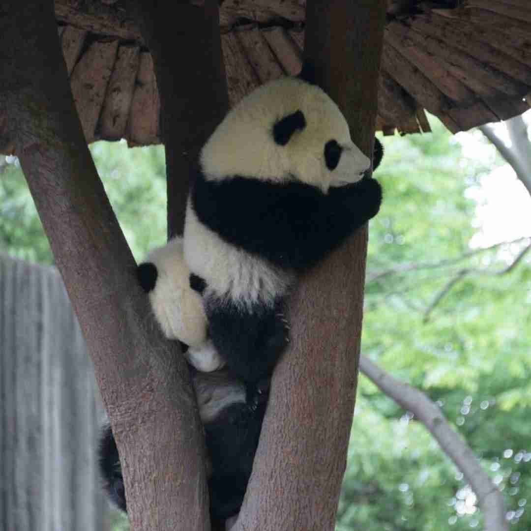 فاطمه رحمانی گل من