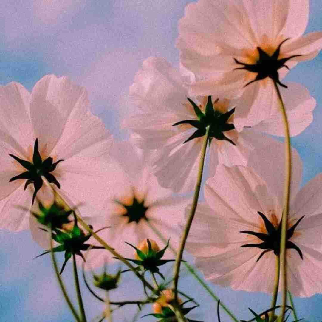 کاش تموم مسیر های بیموئن بی برگشت بیه (میکس اینستایی)