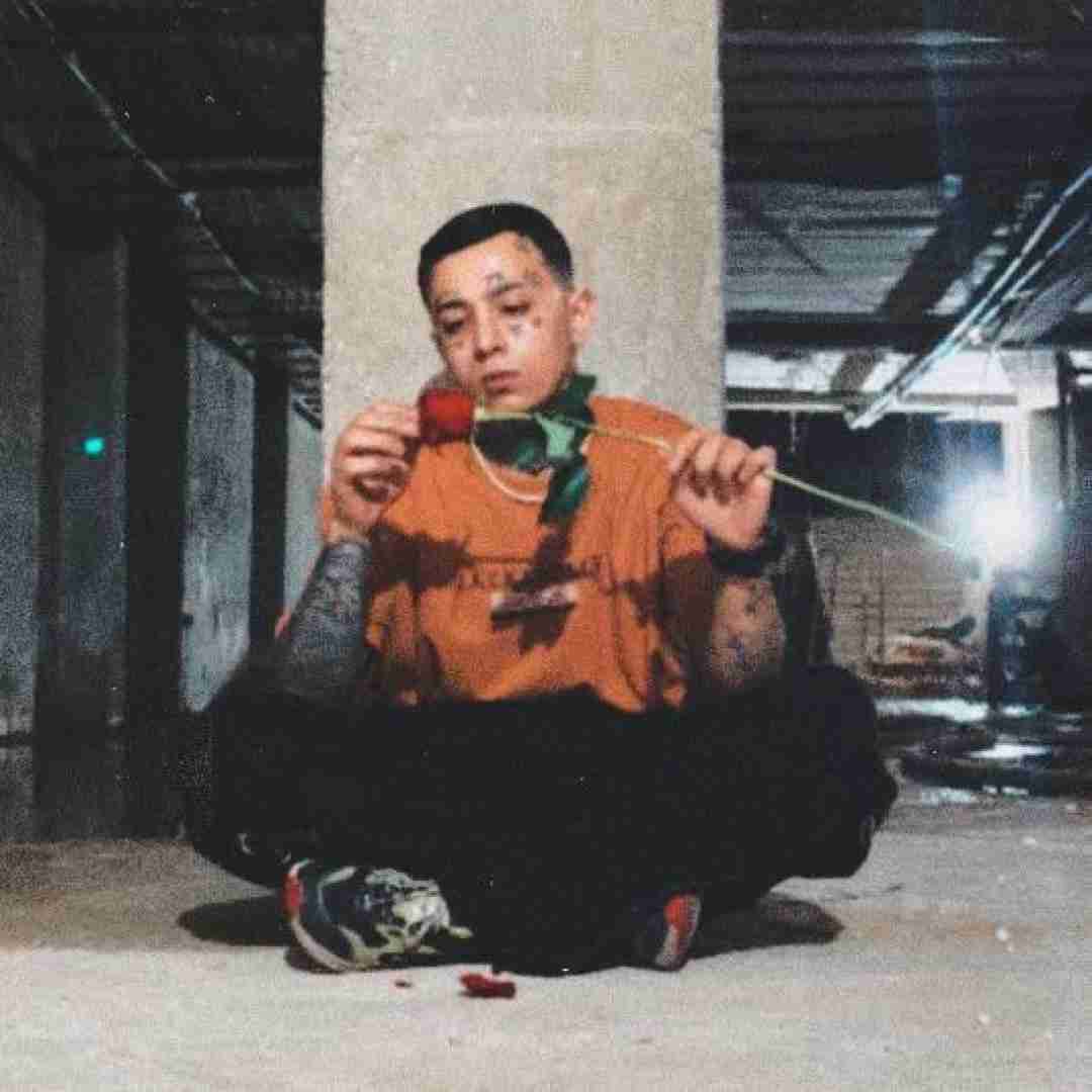 امیر فخار گل رز