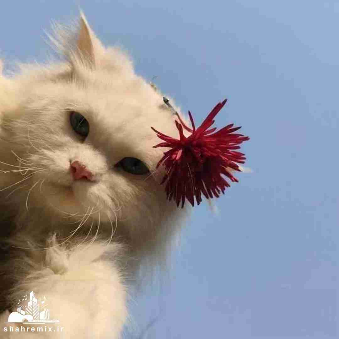 من اگه پسر بودم با یه دختر خوشگل