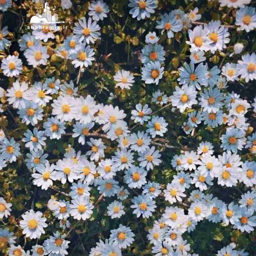  امشب شب تولد توعه نیستمو کنارته اون آدم جدید