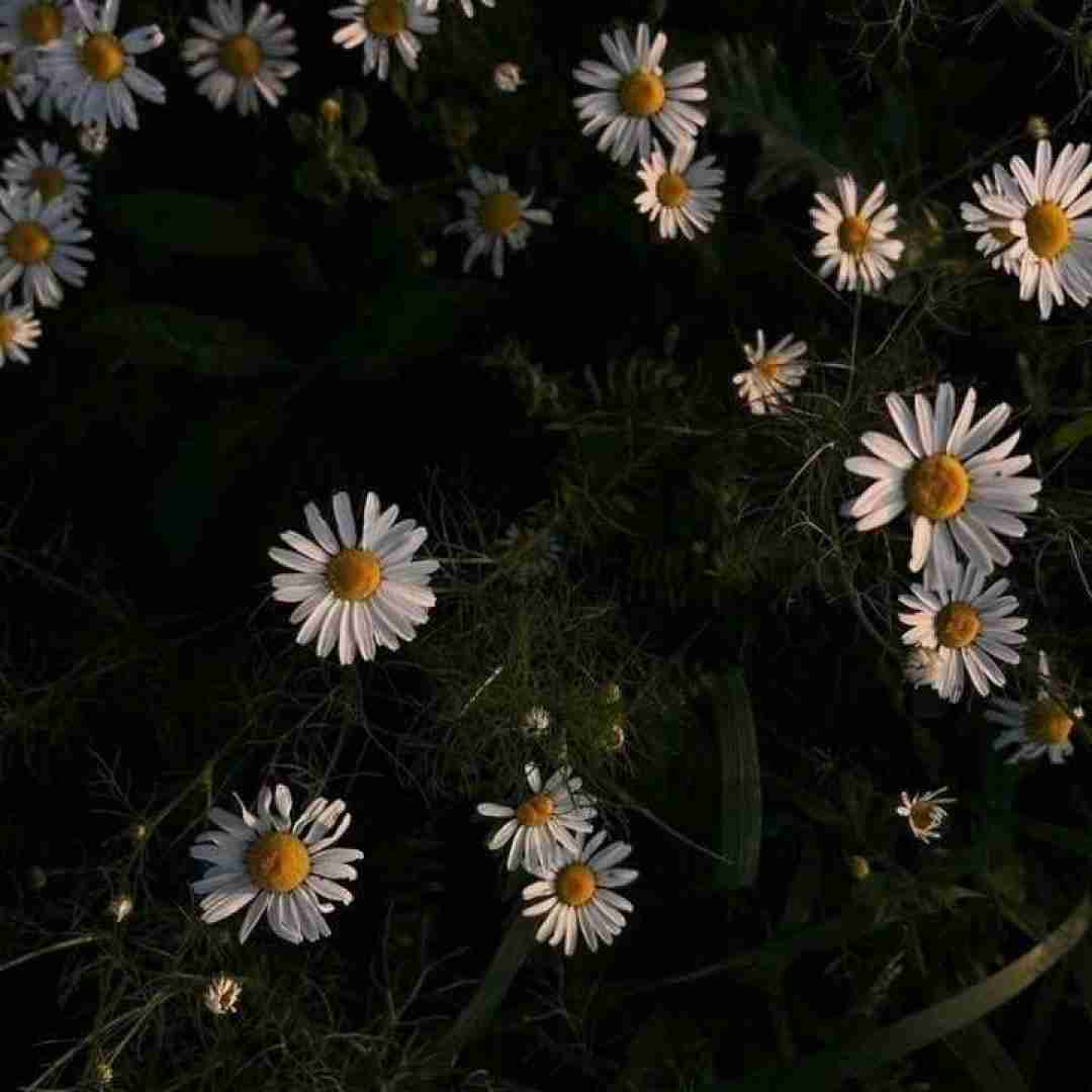 اگه با ما فرندی تبریک ترندی چون ما میدیم