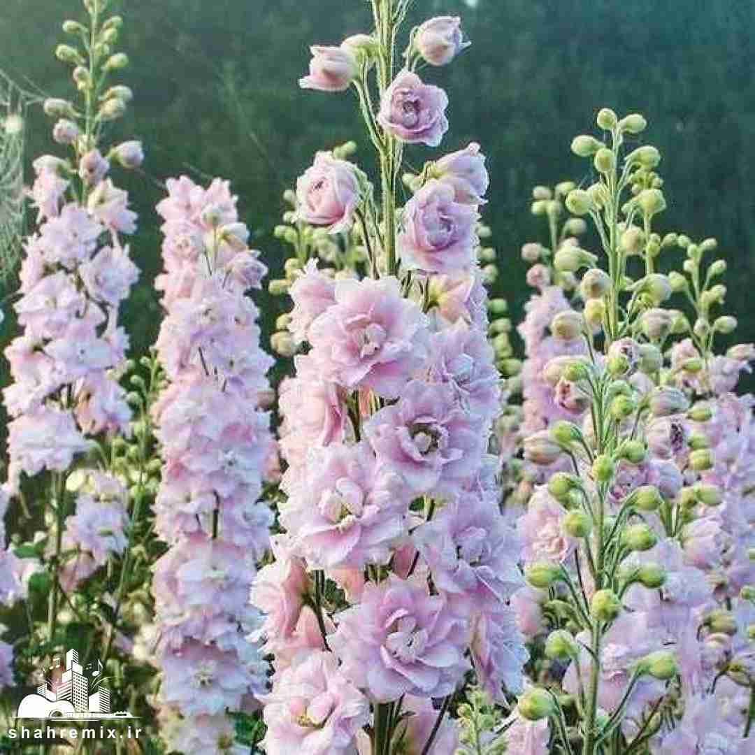 یه چشم به چشم تو چشم دیگم به دستت (ترند اینستایی)