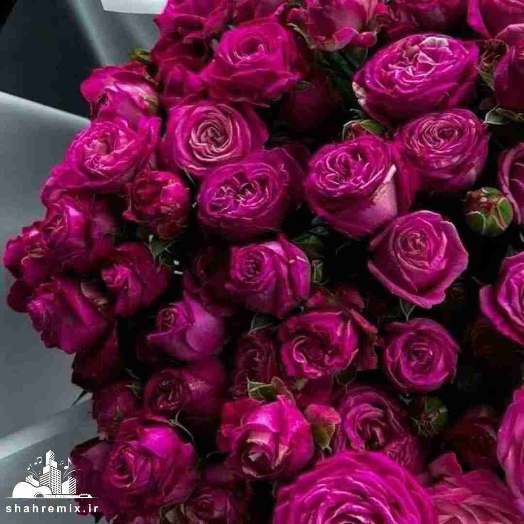  برداشتم دست از سرت نیستی جات الکل سگ مصبه