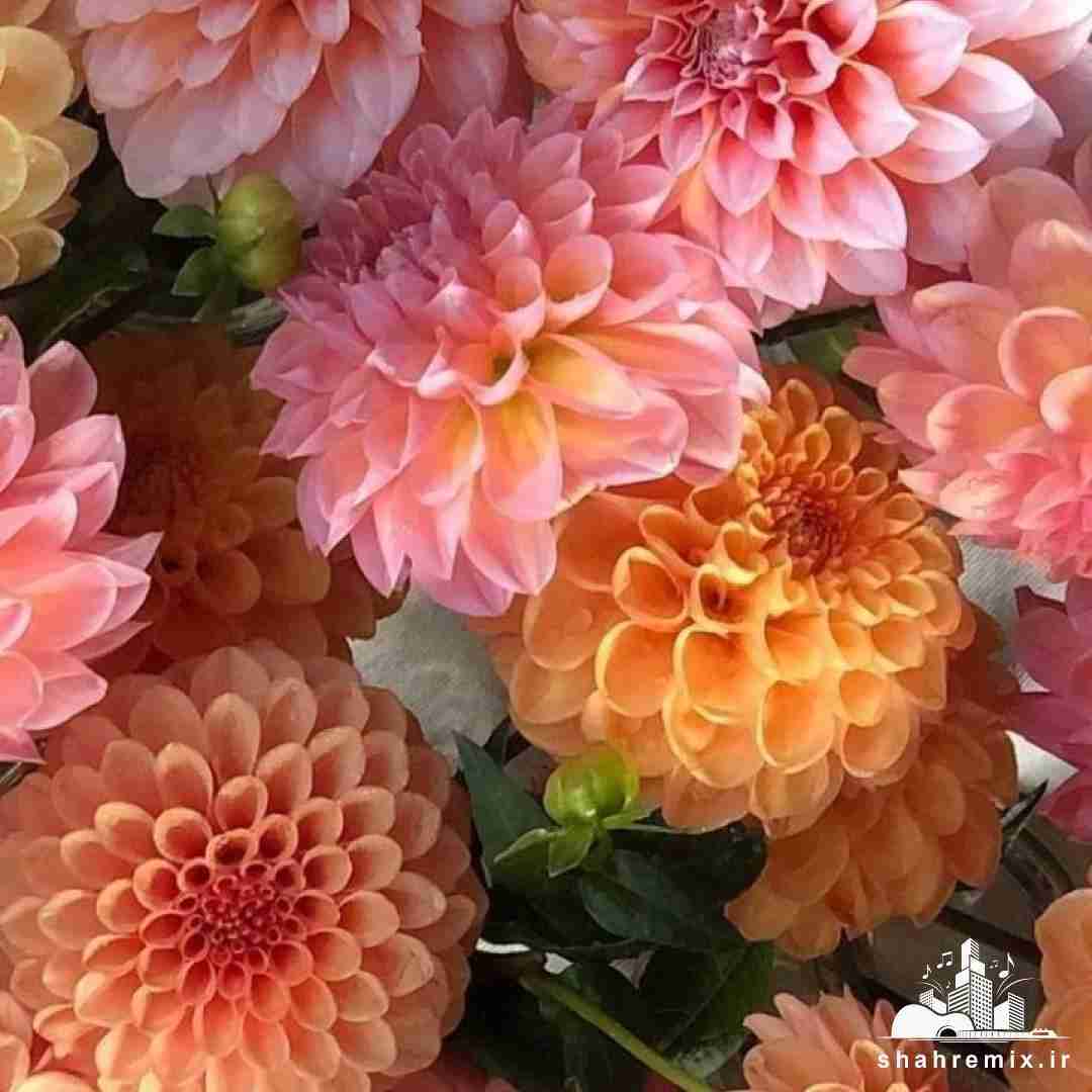 استوری با پیک کنسله اینستایی