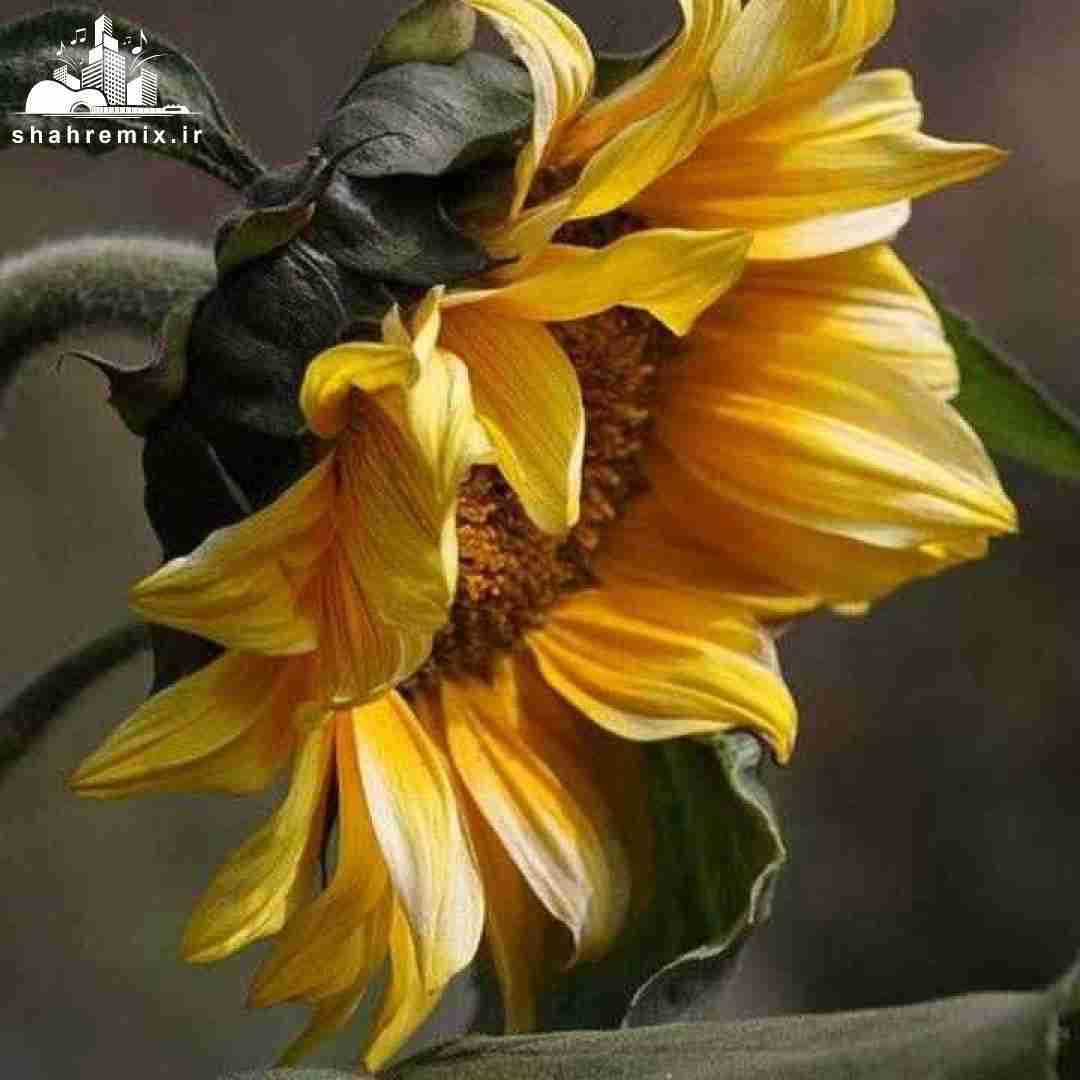 یه روز میبینیم همو دوباره شاید یه بچه بغل تو باشه