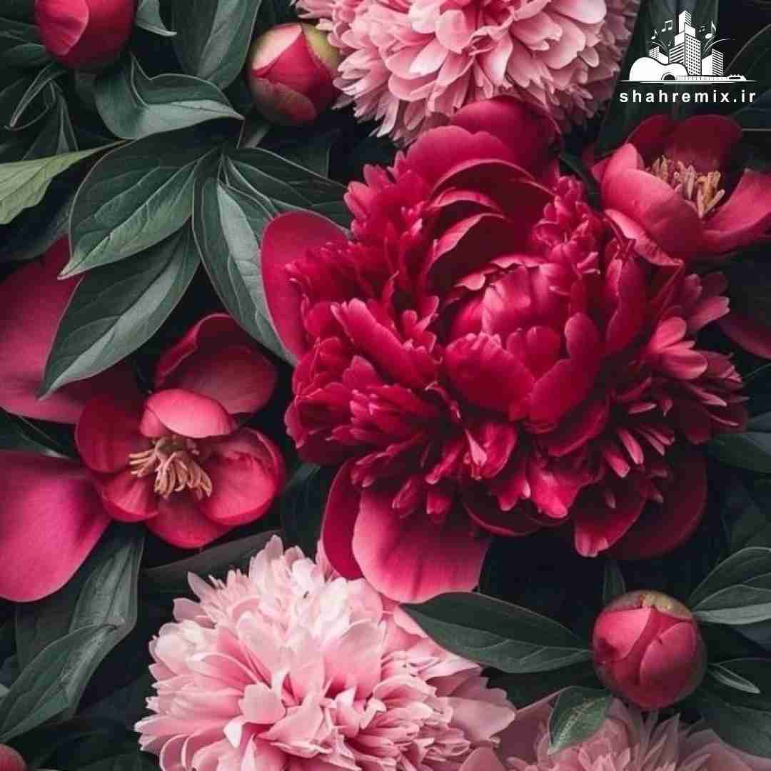  نفس یارم جانم کوسمه منن