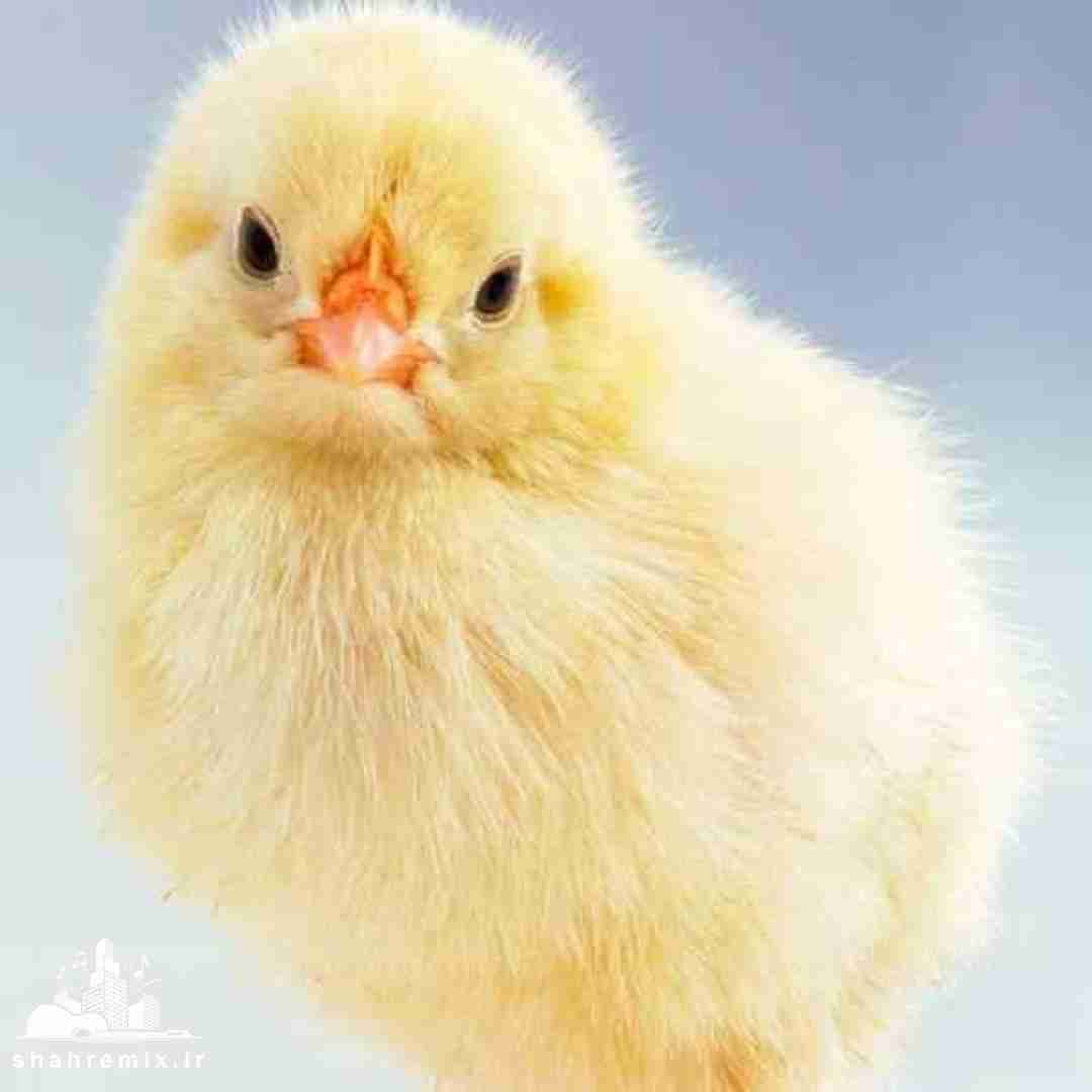 همیشه بین منو تو دعوا میشد هی آشتی