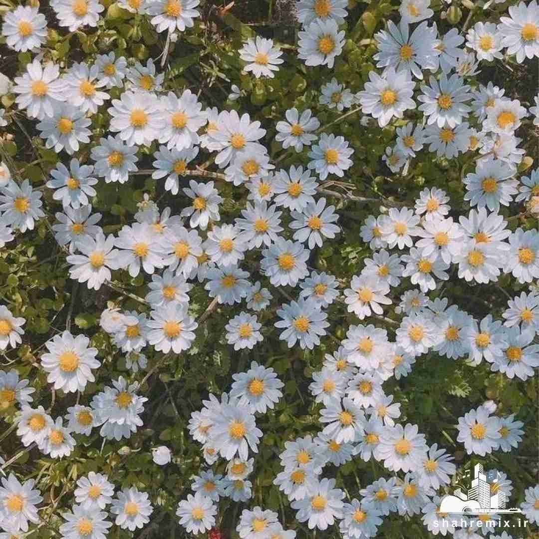 دوستام دیدنت توی دنس فلور پاره میپری با هرکی