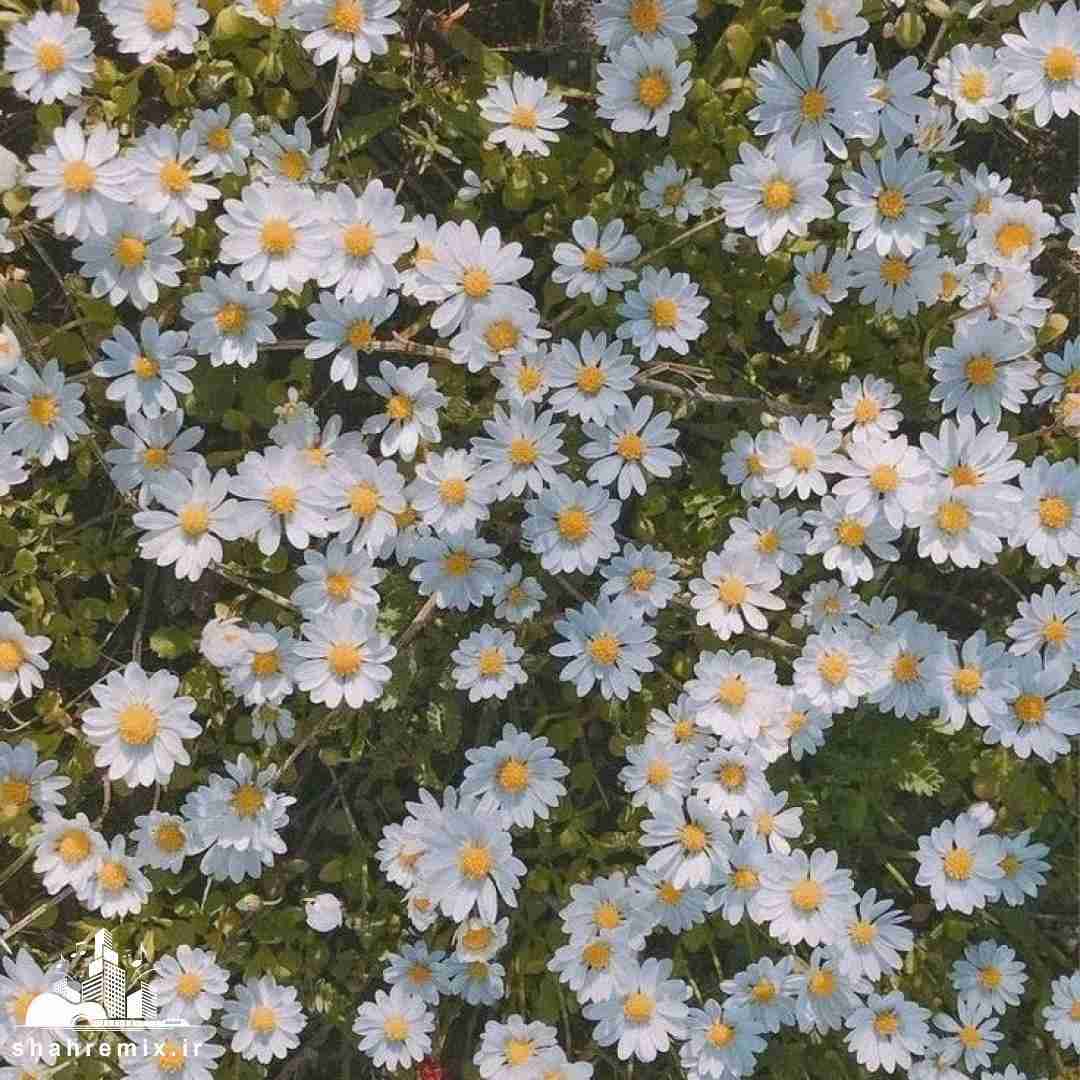  در باغ دلم تازه گلی سر زد و گم شد