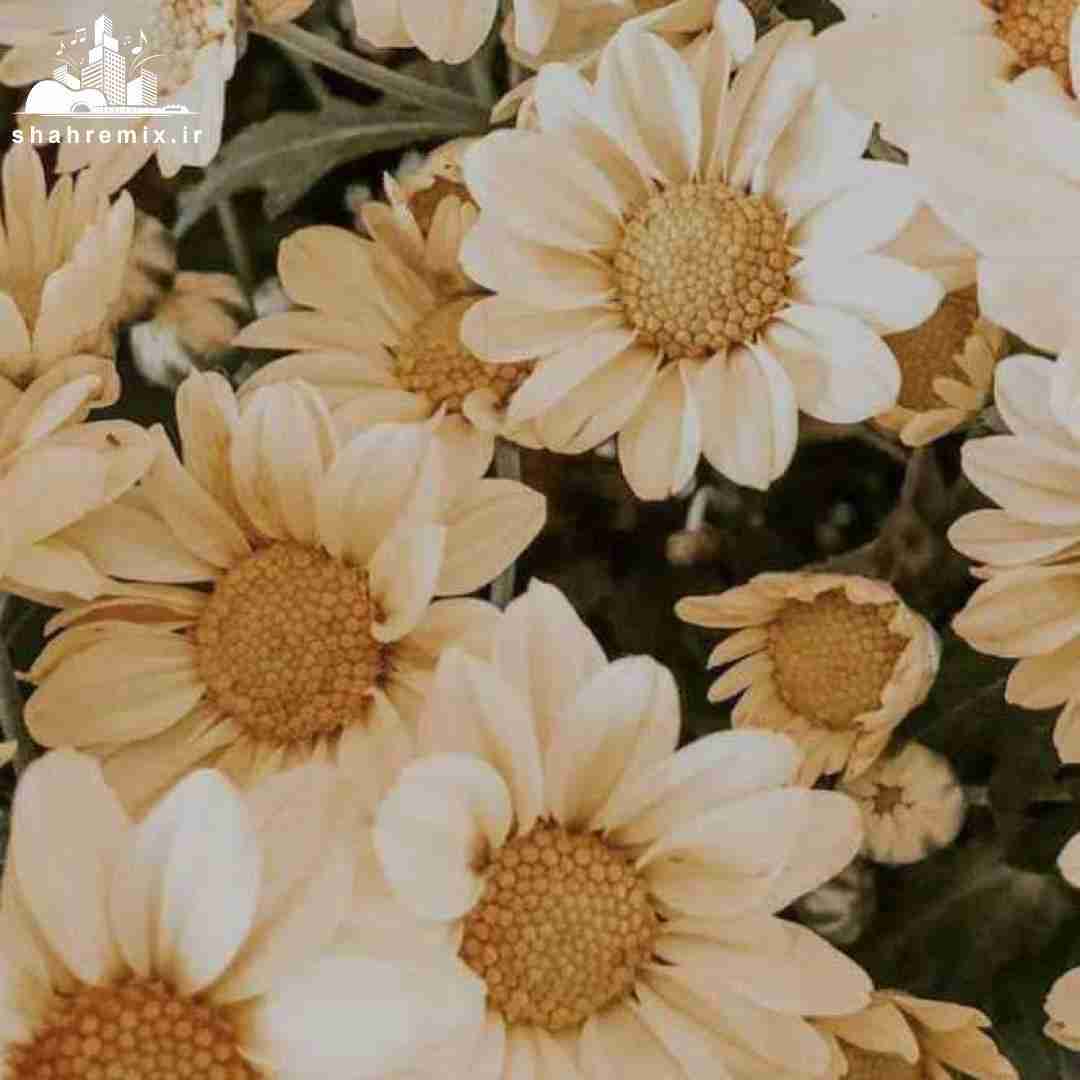 شما شنیدین ما دیدیمو بوی خیابون میدیم و