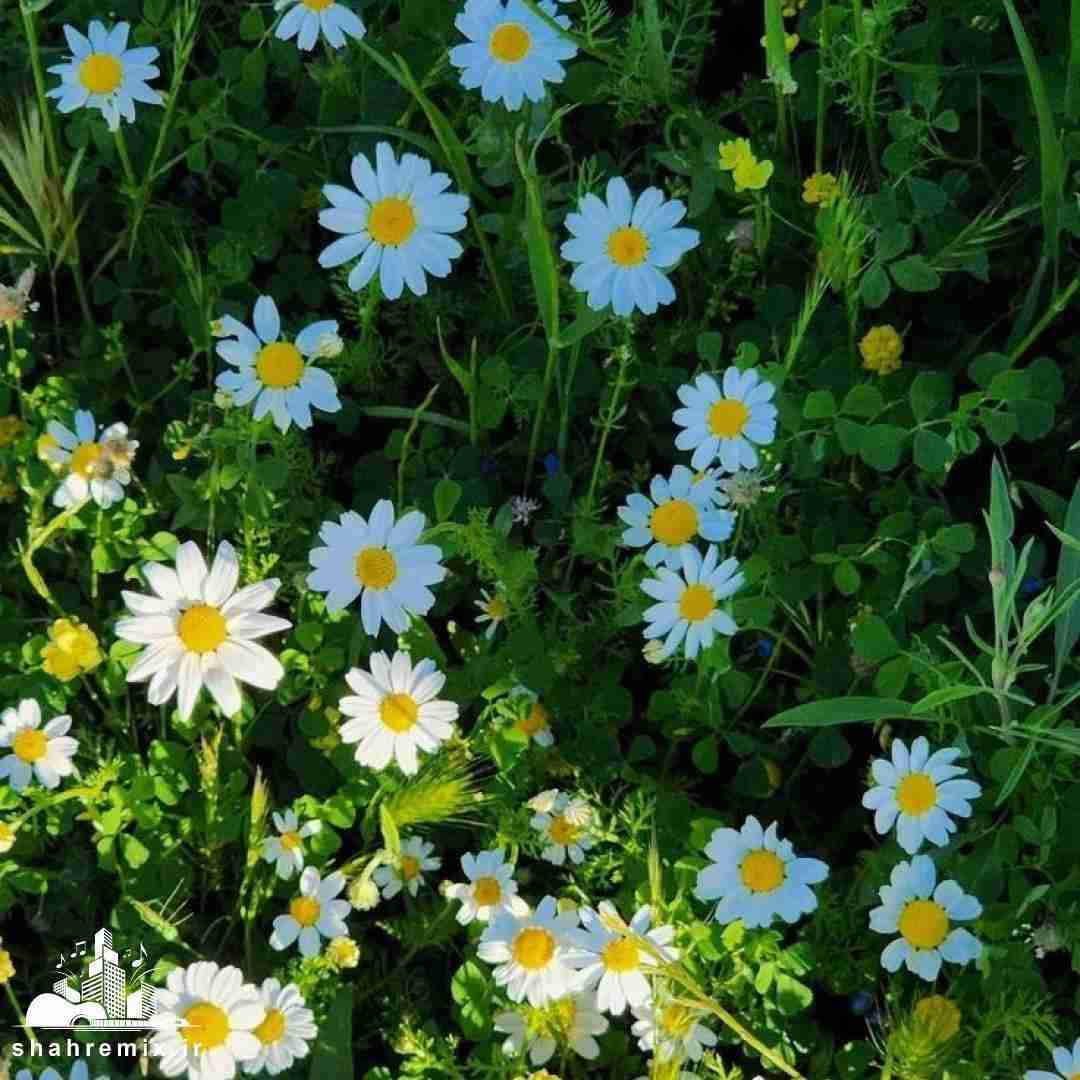  من از خدامه پیشه تو بمونم جوابه حرفهات و خودم (پول پارتی)