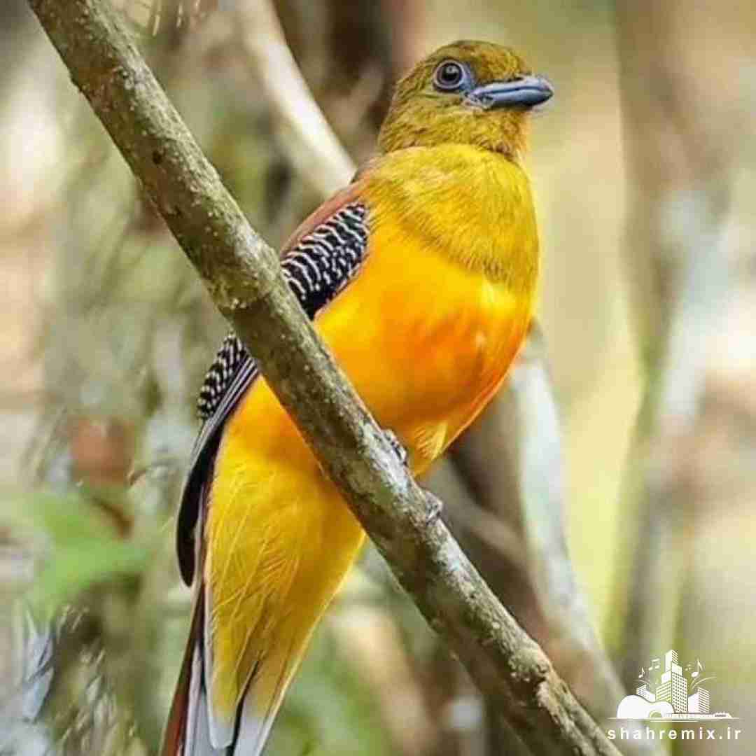 نمیده بهم حس واقعی مثل همه ای پی سو استفاده ای