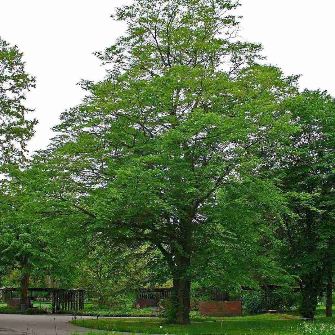  قیافش داره سیخه لایتو بدنش داره 