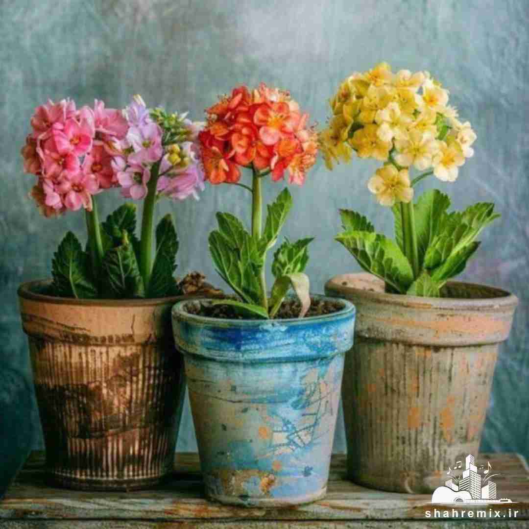 یری یری گنگی گنگی لفظ الع جنگی جنگی