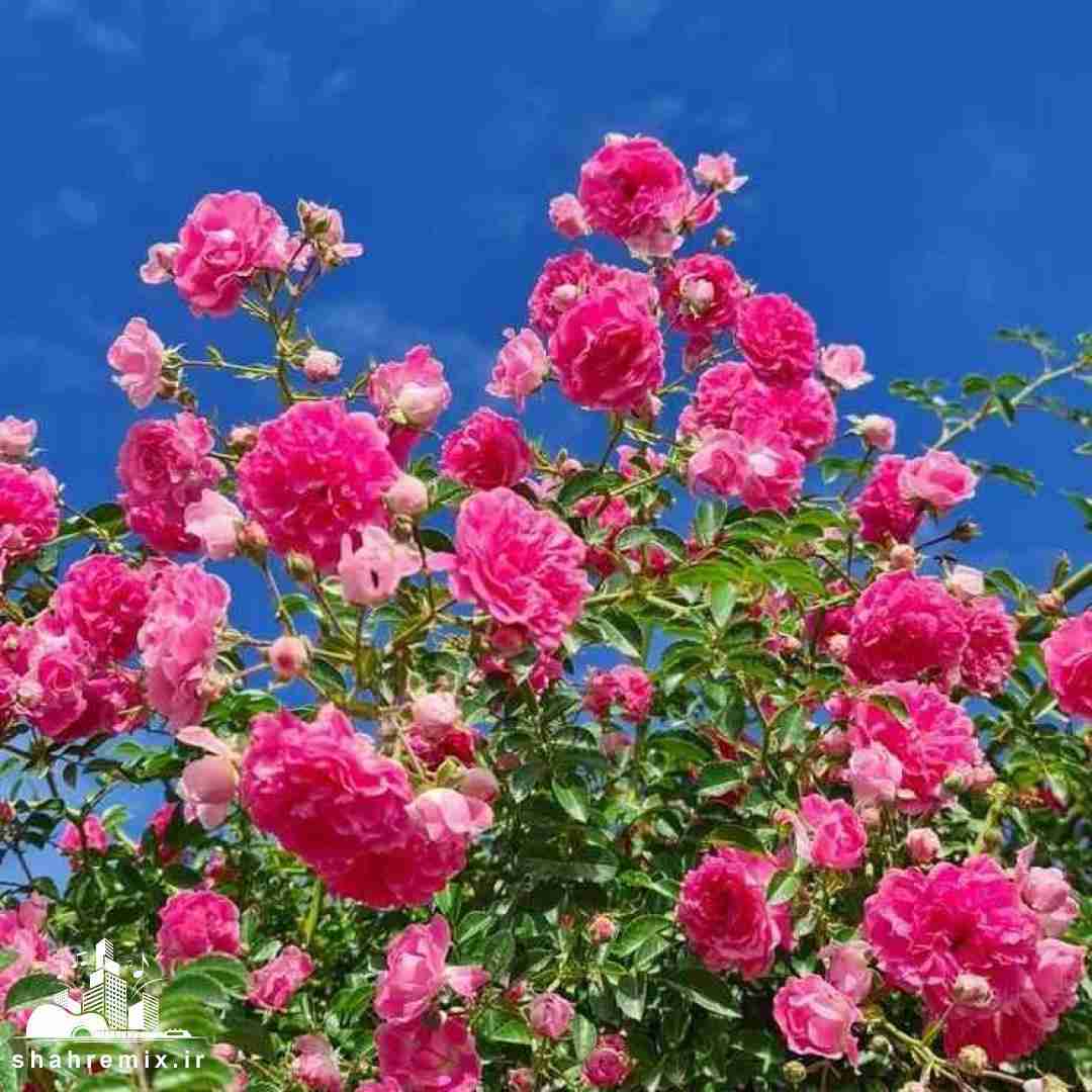 به رگبار بستی منو میگیری هربار مستی منو