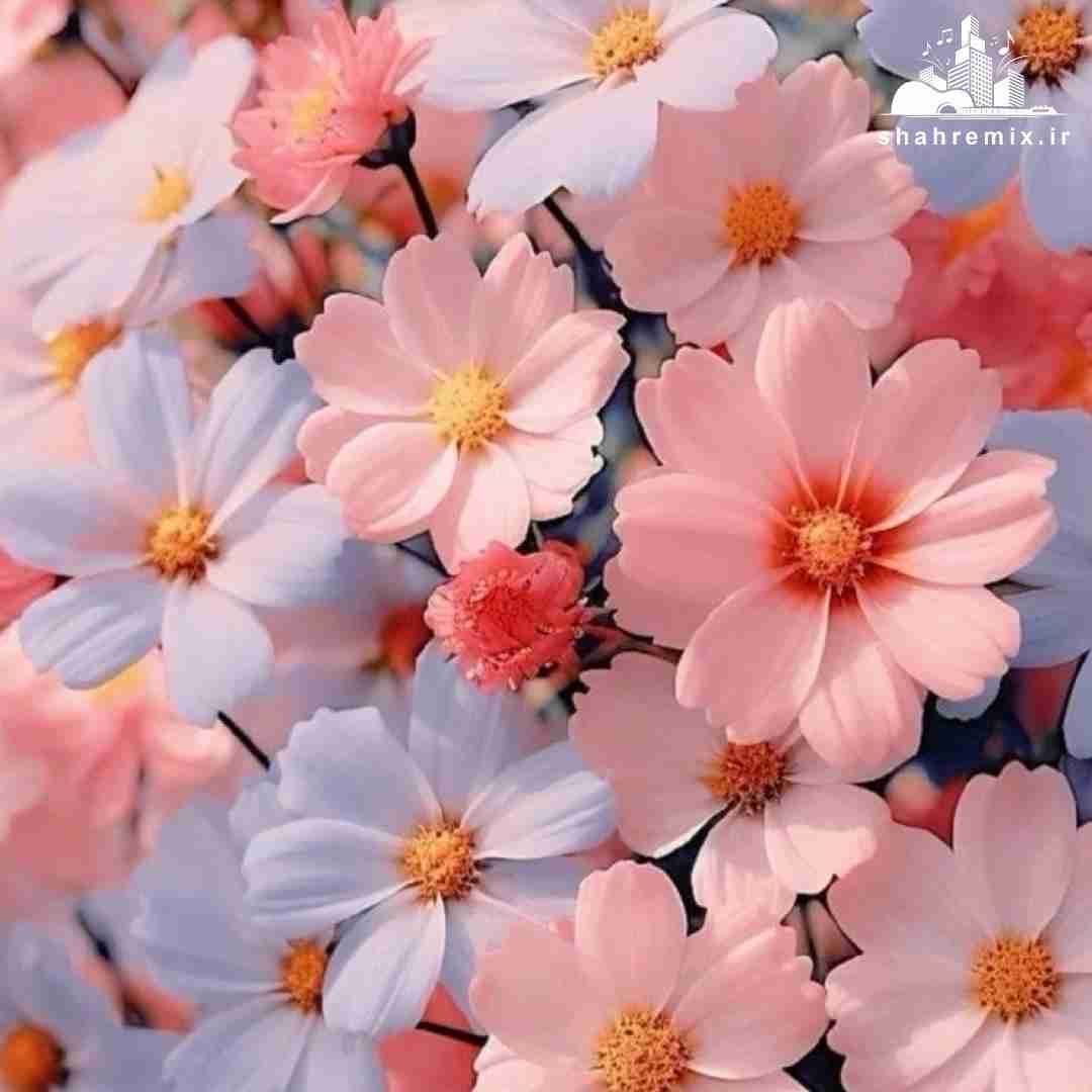 برا کسی مهم نیست چقدر داری استعداد پسر به جز بلاد