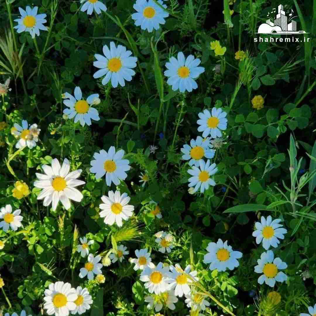 دل منو تو بردی با مدل موی بلوندی