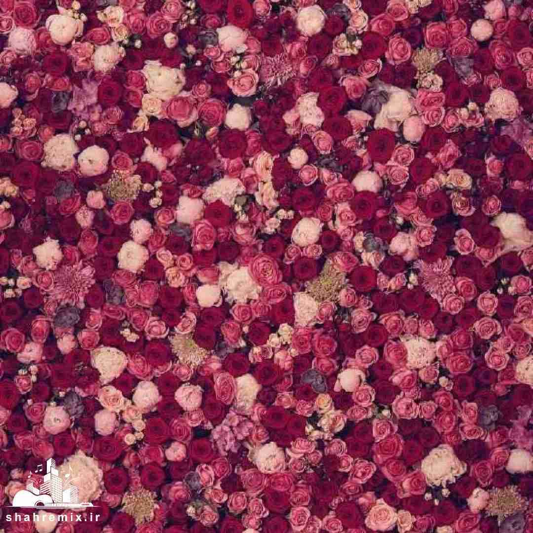 جاتو با سگم دیگه پر کردم