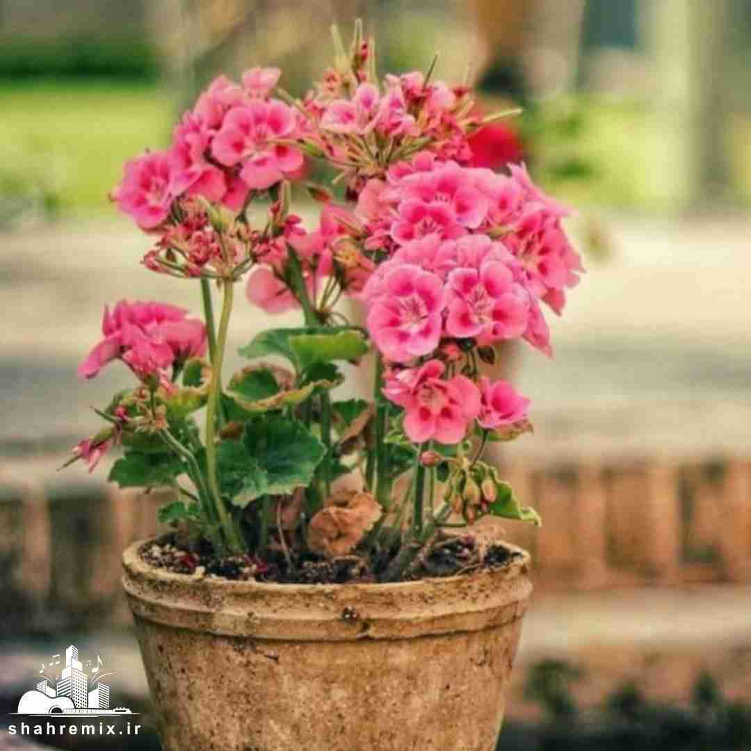 فینیتو فینیتو بدو بگیر سریع بلیطو چرا منو نمیبینی تو