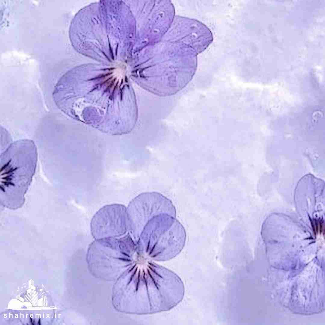 بابا ببین کجا ولم ماما برد این دافه دلم