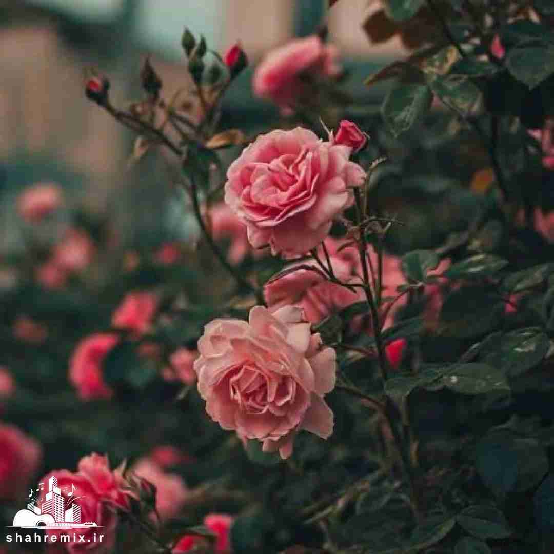  له دوری تو یه بی حالم مست و خمارو اینستایی