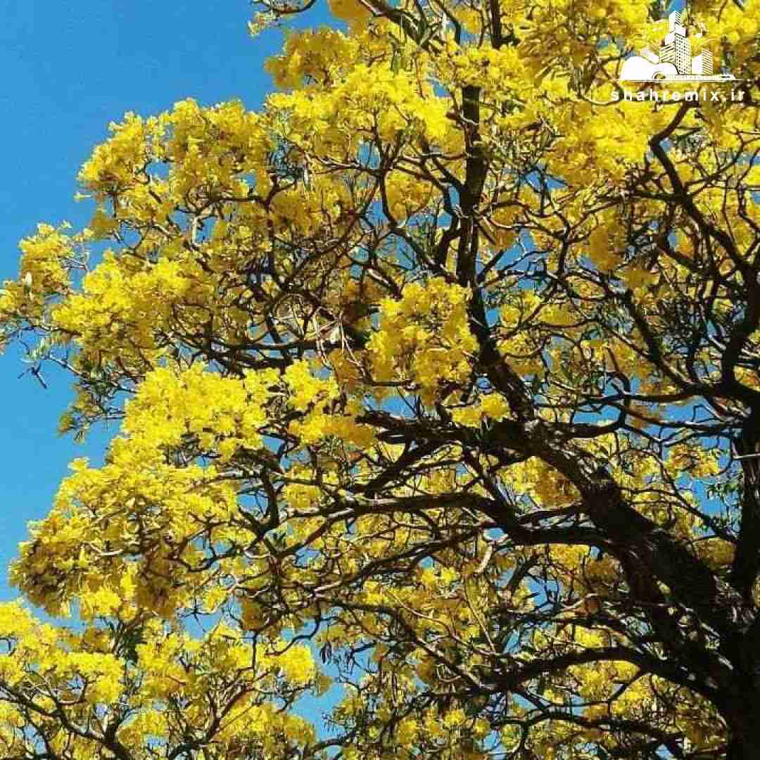  اولین بار که اشتباه کردم گفتی ترکم میکنی