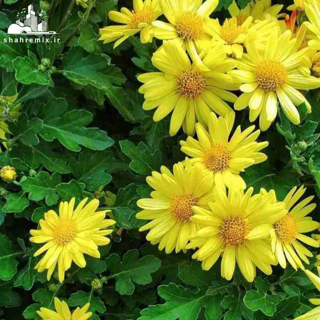 اگه این آهنگ رو شنیدی کمرتو خم کن