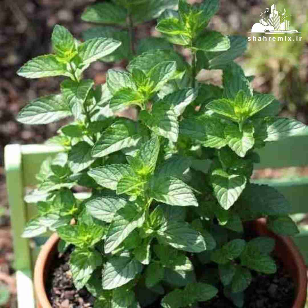 گفتی باهم دیگه سر میکنیم همه مشکلاتمونو ما حل میکنیم