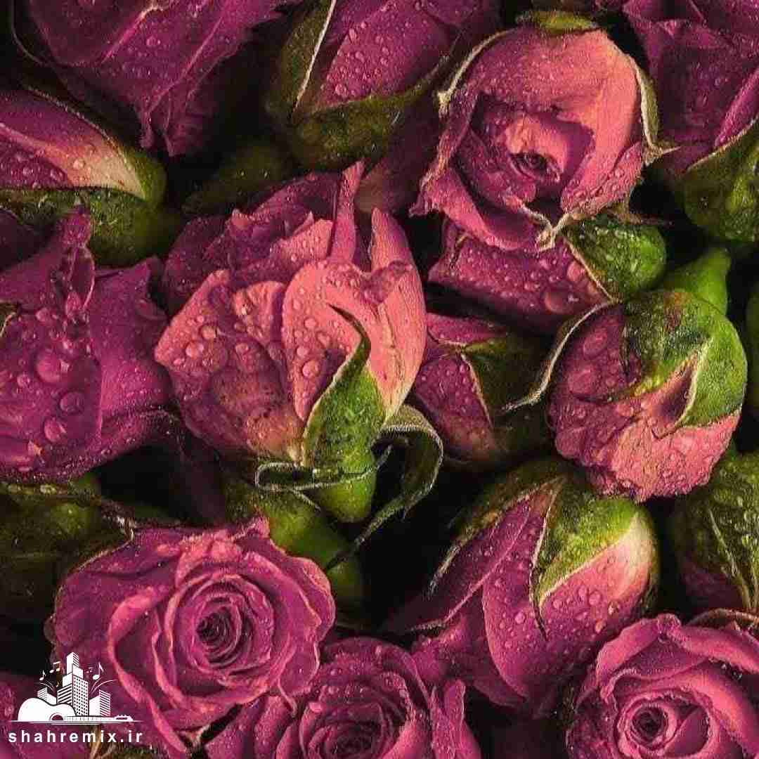  عرب خلیج نداره شمال کویر نداره اینستایی