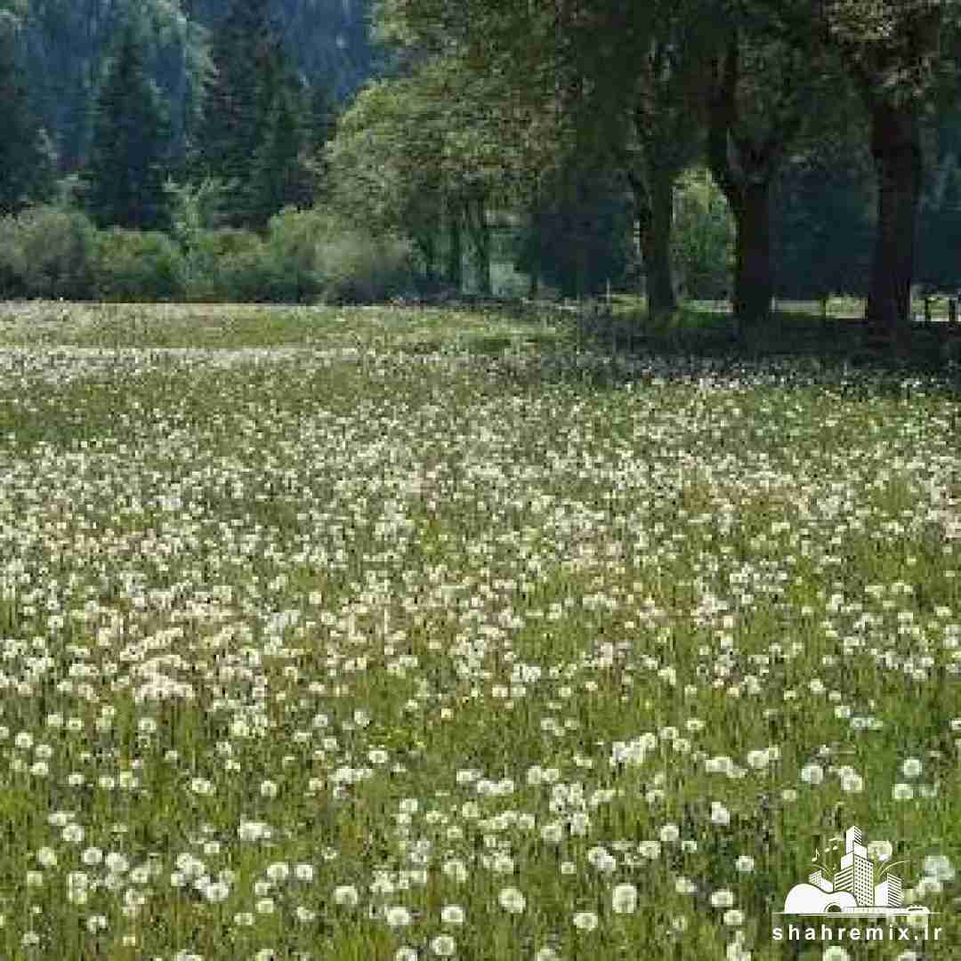 فاطمه مهلبان لالایی