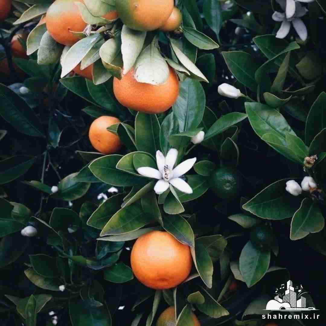 کسی نمیگیره جاتو کم اوردی فقط خودمو صدا کن