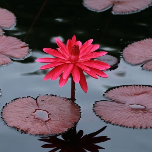 دانلود ریمیکس چشم عسلیه من تو که مرا خوب فهمیدی (ترکی معروف)